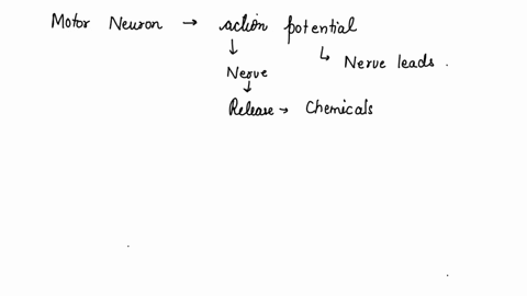 starting-with-the-motor-neuron-explain-how-an-action-potential-from-the-nerve-leads-to-a-muscle-contraction-referring-to-the-cellular-structures-that-produce-an-emg-signal-97575