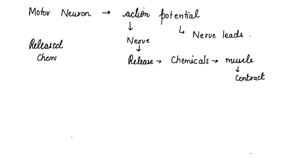 SOLVED Once an action potential reaches the axon terminals of an α