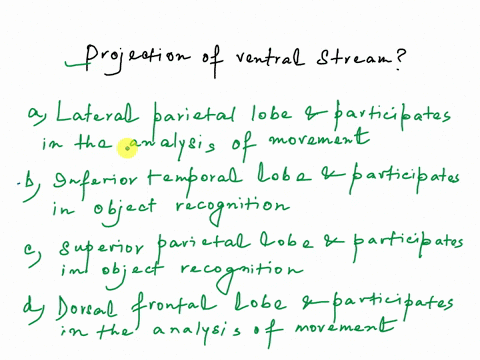 the-ventral-stream-projects-to-the-group-of-answer-choices-a-lateral-parietal-lobe-and-participates-in-the-analysis-of-movement-b-inferior-temporal-lobe-and-participates-in-object-recognitio-94096