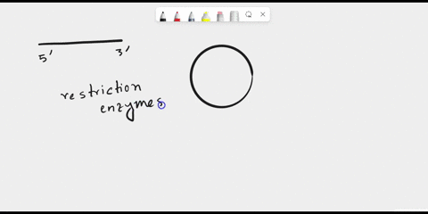 how-would-you-clone-a-gene-into-a-plasmid-if-there-were-no-common-restriction-sites-between-the-two-dna-sequences-96661