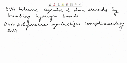 describe-the-function-of-these-enzymes-dna-helicase-dna-polymerase-dna-ligase-and-rna-polymerase-80195