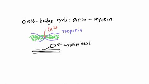 which-ion-is-primarily-responsible-for-the-cross-bridge-cycle-calcium-potassium-chlorine-sodium
