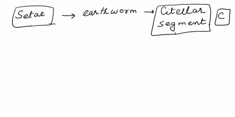 setae-are-found-in-all-body-segments-of-earthworm-except-a-last-segment-b-first-segment-c-clitellar-segment-d-first-last-and-clitellar-segments-15146