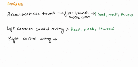 label-the-vessels-that-supply-blood-to-the-headneck-and-thorax-brachlocephalic-trunk-left-common-carotid-a-left-subclavian-left-vertebral-right-common-carolld-right-suhclavian-a-83233