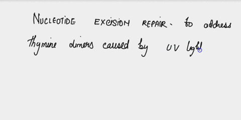 after-exposure-to-uv-light-thymine-dimers-can-form-leading-to-a-block-in-dan-replication-explain-how-bacteria-are-able-to-repair-the-damage-and-allow-dna-replication-to-resume-85013