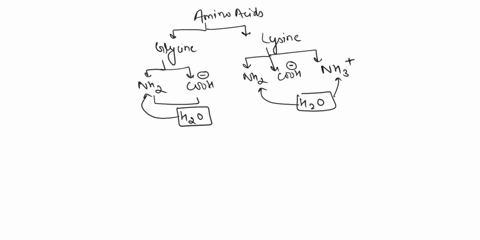 if-glycine-and-lysine-encountered-each-other-in-aqueous-solution-what-intermolecular-interactions-might-be-observed-between-the-two-molecules-how-would-changing-the-ph-of-the-solution-affect-14827