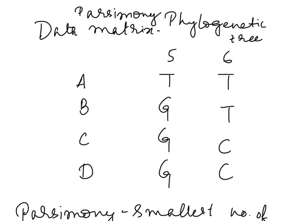 Most parsimonious phylogenetic tree of the K1 + 16362 cluster