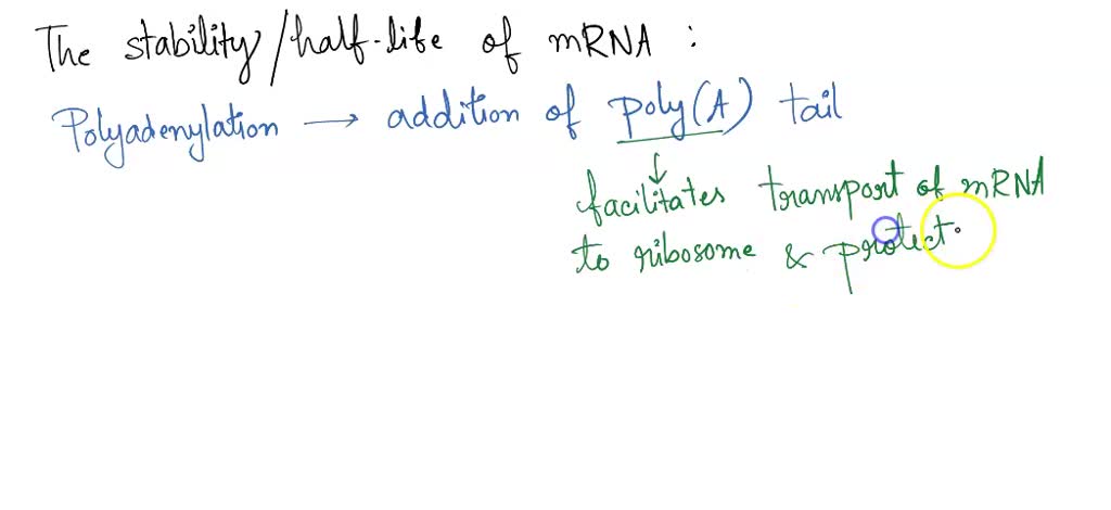 SOLVED: mutation that shortened the polyA tail of an mRNA molecule ...