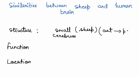 discuss-three-similarities-between-the-sheeprand-human-brains-hint-think-structure-hint-2-think-function-hint-3-think-location-discuss-three-differences-between-the-sheep-and-human-brains-hi-09251