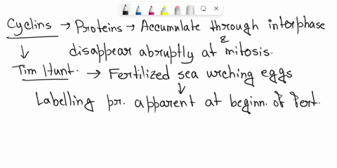 explain-the-experimental-data-that-resulted-in-the-discovery-of-the-mitotic-cyclin-which-role-is-the-mitotic-cyclin-having-in-the-regulation-of-the-cell-cycle-89486