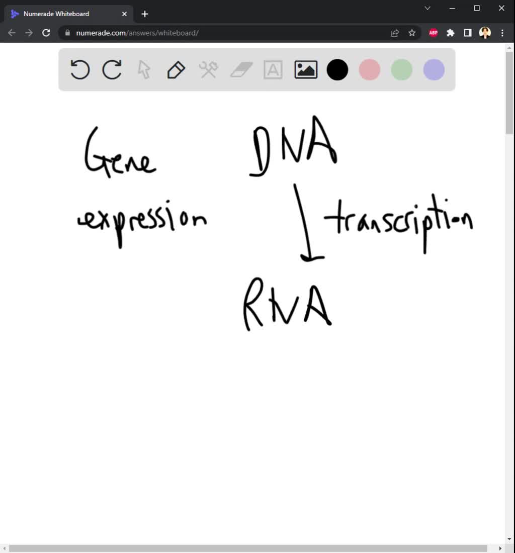 SOLVED phET Gene Expression