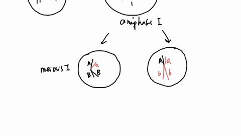 in-the-offspring-from-the-test-cross-above-early-prophasei-late-prophase-crossing-over-occurs-metaphase-note-the-resulting-recombinant-chromatids-aband-ab-anaphasel-exchange-of-genetic-mater-76759