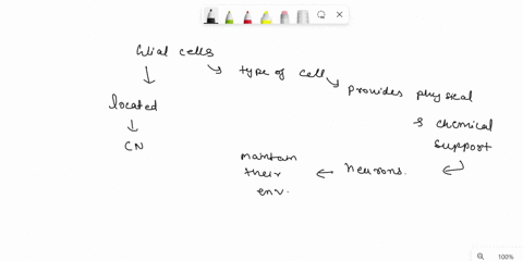 question-which-cells-supply-nutrients-to-and-remove-wastes-from-nerve-cells-myocytes-dendrites-neurons-glial-chondrocytes-question-8-which-type-of-cell-produces-proteins-that-form-the-tough-80905