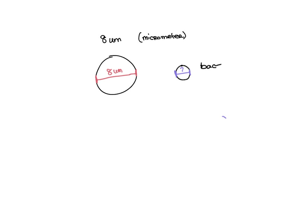 SOLVED A Red Blood Cell Is 8 Um In Diameter A Bacterial Cell Is 40 