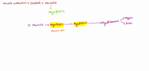the-specialized-structures-that-allow-skeletal-muscle-contraction-are-called-select-answer-which-contain-repeating-contractile-units-called-select-answer-actin-filaments-which-of-the-followi-39113