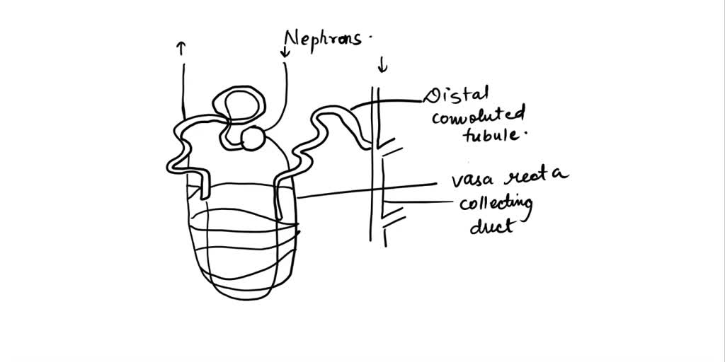 How To Draw Nephron Diagram || Draw Nephron Diagram Step By Step || Biology  || NCERT || Class 10 - YouTube