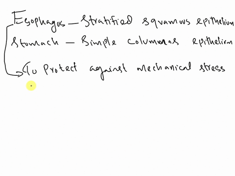 why-is-the-esophagus-lined-by-stratified-squamous-epithelium-whereas-the-stomach-is-lined-by-simple-columnar-epithelium-95685