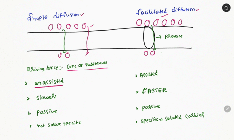 which-is-faster-simple-diffusion-or-facilitated-diffusion-17449