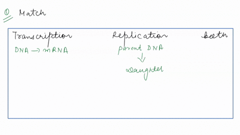 match-each-description-to-the-appropriate-category-transcription-replication-both-calalyzed-by-rna-rna-primase-required-catalyzed-by-dna-acts-on-only-polymerase-polymerase-one-strand-ocalize-53048