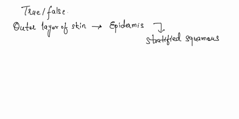 stratified-squamous-epithelium-is-found-in-the-outermost-layer-of-the-skin-and-certain-distance-into-every-body-opening-that-is-directly-continuous-with-the-skin-true-false-98038