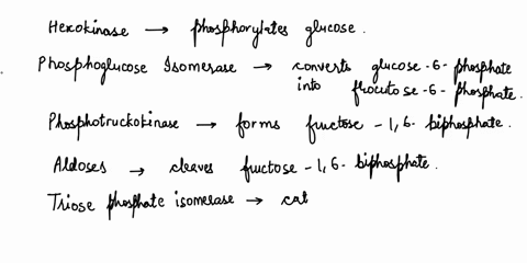 texts-match-each-enzyme-of-glycolysis-with-its-description-hexokinase-hnl-phosphoglucose-isomerase-cleaves-fructose-16-bisphosphate-phosphofructokinase-converts-3-phosphoglycerate-into-2-pho-88603