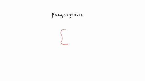 macrophages-white-blood-cells-are-able-to-remove-bacteria-from-out-bloodstream-and-hissues-by-pinocytosis-eamote-reeptor-mediated-pinocytosh-acthe-traneport-foclitated-diffusion-diffusion-phospectests