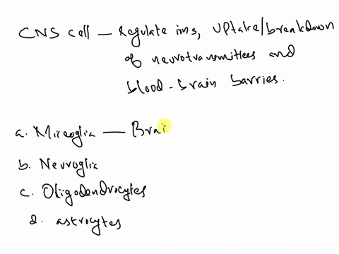 which-of-the-following-central-nervous-system-cells-regulate-ions-regulate-the-uptake-andor-breakdown-of-some-neurotransmitters-and-contribute-to-the-formation-of-the-blood-brain-barriera-mi-40235