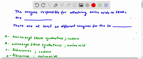 the-enzymes-responsible-for-attaching-amino-acids-to-trnas-are-the-_____-there-are-at-least-20-different-enzymes-for-the-20-_____-a-aminoacyl-trna-synthetases-codons-b-aminoacyl-trna-synthet-33777