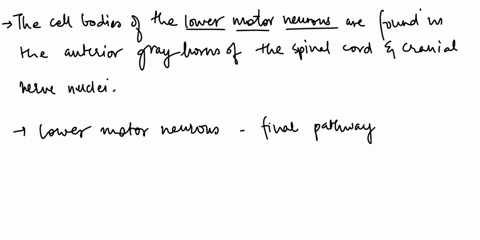 lower-upper-i1-cell-motor-motor-v-i-of-fbe-upper-brainstem-motor-molor-are-ldelnam-neurons-the-found-cell-the-bodies-for-anterior-kej3-are-horns-found-irahel-slestione-tpe-question-type-23-m-54325