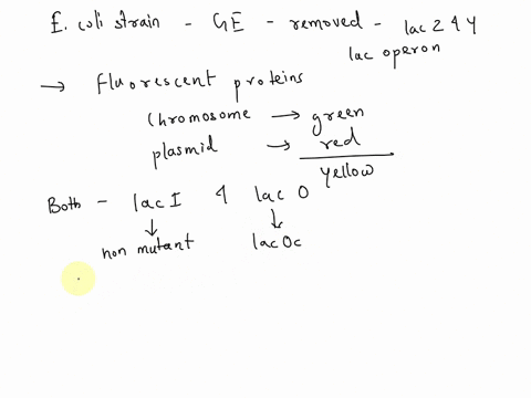 strain-of-e-coli-is-genetically-replaced-with-engineered-in-which-the-lacz-and-lacy-genes-are-removed-and-gene-encoding-fluorescent-protein_-copy-of-the-operon-in-which-the-protein-product-f-60985