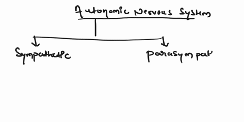 the-fight-or-flight-division-of-the-autonomic-nervous-system-is-the-________-a-parasympathetic-division-b-somatic-division-c-sympathetic-division-d-peripheral-division-13673