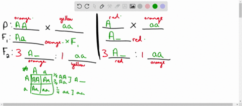 the-normal-color-of-snapdragons-is-red-some-pure-lines-showing-variation-in-flower-color-have-been-found-analyze-the-following-crosses-and-do-the-following2-explain-the-inheritance-of-these-64593