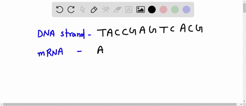 3what-would-be-the-third-amino-acid-produced-by-the-dna-strand-t-a-c-c-g-a-g-t-c-a-c-g-hint-use-the-mrna-strand-you-already-coded-74907