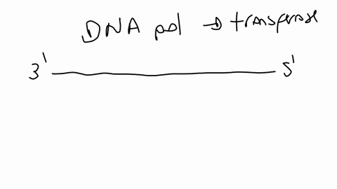 what-is-the-major-enzyme-responsible-for-dna-replication-at-which-end-of-the-newly-synthesized-strand-of-dna-does-this-enzyme-add-nucleotides-dna-polymerase-a-pre-existing-chain-of-nucleotid-76549
