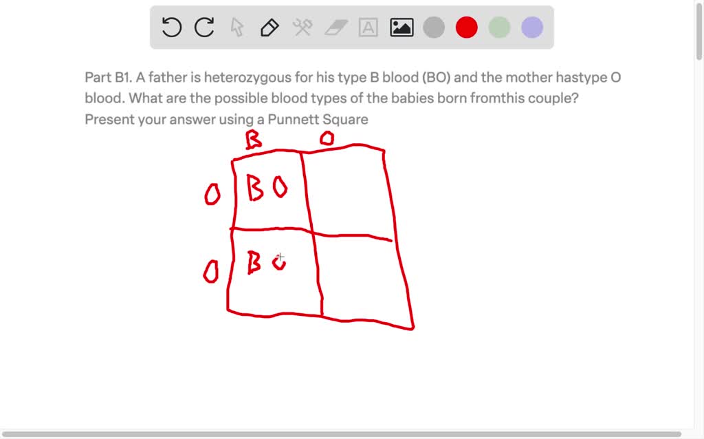 SOLVED: Part B1. A Father Is Heterozygous For His Type B Blood (BO) And ...