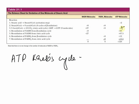 you-have-8-glucose-molecules-and-3-triglyceride-molecules-comprised-of-stearic-acid-there-is-plenty-of-oxygen-so-all-of-your-substrate-will-undergo-oxidative-phosphorylation-start-with-your-34286