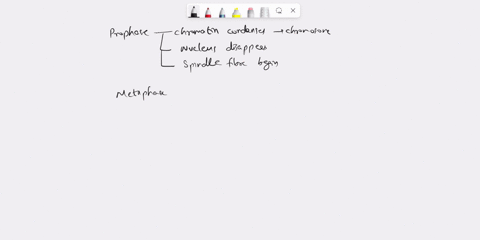 what-is-the-function-of-histones-in-the-nucleus-of-a-cell-a-attaches-the-spindle-fibers-to-the-centromere-during-mitosis-b-doubles-chromosomes-in-preparation-for-cell-division-c-compacts-thr-29847