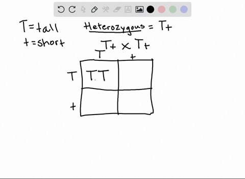the-allele-for-tall-pea-plants-is-dominant-over-the-allele-for-short-pea-plants-if-two-heterozygous-plants-are-crossed-what-will-the-genotypic-and-phenotypic-ratios-be-24747