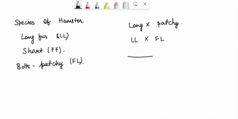in-a-species-of-hamster-fur-length-can-be-long-ll-short-ff-or-have-patches-of-both-long-and-short-fur-fl-long_furred-hamster-andapatchy_furred-hamster-are-bred-together-create-a-punnett-squa-65744