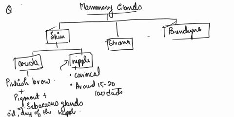 describe-the-structures-of-the-breast-and-the-formation-and-release-of-milk-from-the-mammary-glands-21075