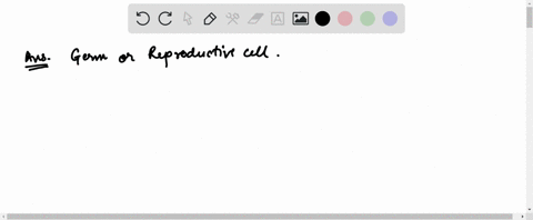what-type-of-cell-undergoes-meiosis-germ-reproductive-cells-or-somatic-body-cells