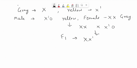 in-drosophila-yellow-body-is-due-to-an-x-linked-gene-that-is-recessive-to-the-gene-forgray-bodya-a-homozygous-gray-female-is-crossed-with-a-yellow-male-the-f1-are-intercrossed-toproduce-f2-g-5957