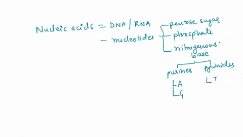 the-complete-the-following-statements-to-describe-the-basic-structure-of-nucleic-acids-nucleic-acids-are-made-of-monomers-call____-each-of-which-contains-three-parts-the-contains-a-____group-11008