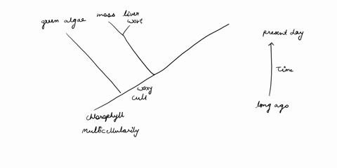 the-phylogeny-below-shows-the-relationships-among-different-types-of-land-plants-place-the-characteristics-listed-below-on-the-tree-as-trait-transitions-show-where-they-evolved-6-pts-green-m-68509