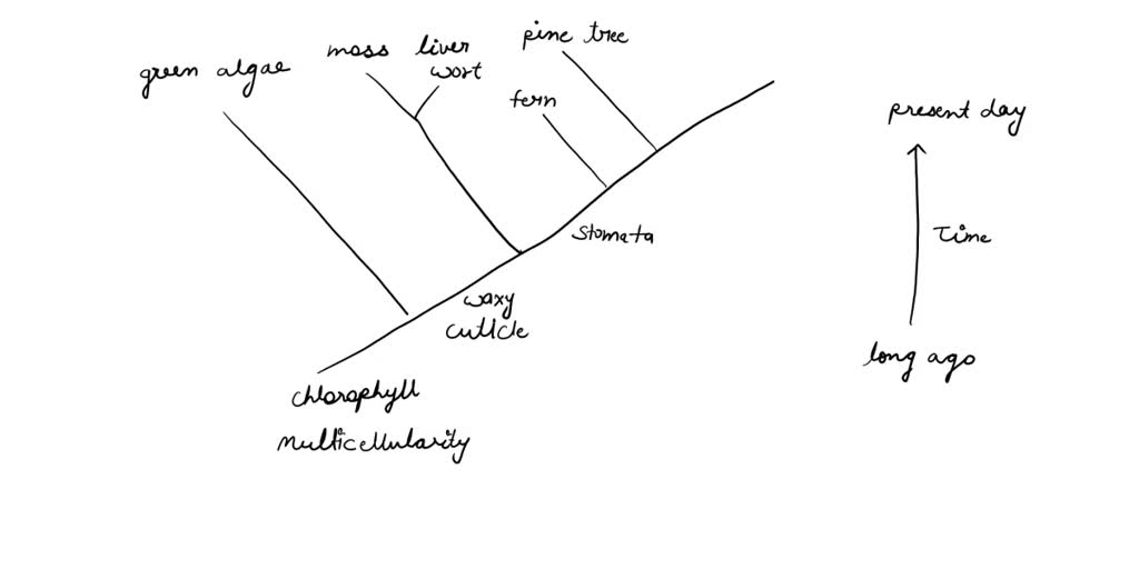 solved-the-phylogeny-below-shows-the-relationships-among-different