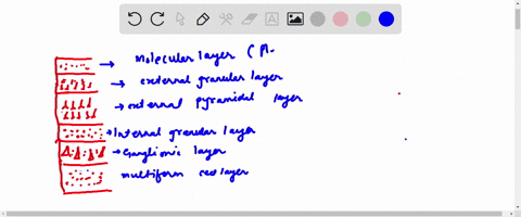 brain-what-is-the-outermost-layer-of-the-cortex-nearest-the-surface-60253