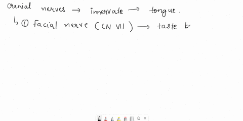 which-cranial-nerves-innervate-the-tongue-check-all-that-apply-3-which-cranial-nerves-innervate-the-tongue-check-all-that-apply-abducens-nerve-cn-vi-facial-nervecnvin-glossopharyngeal-nervec-49264
