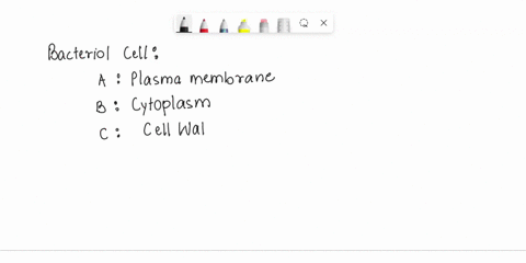 cell-wall-plasma-membrane-cytoplasm-dna-fimbriae-flagellum-ribosomes-b-97625