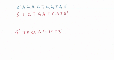 1the-sequence-of-deoxyribonucleotide-bases-that-would-be-complementary-to-a-dna-strand-containing-the-sequence-5agactggta3-is-5_________3-please-use-single-letter-base-abbreviations-in-answe-54465