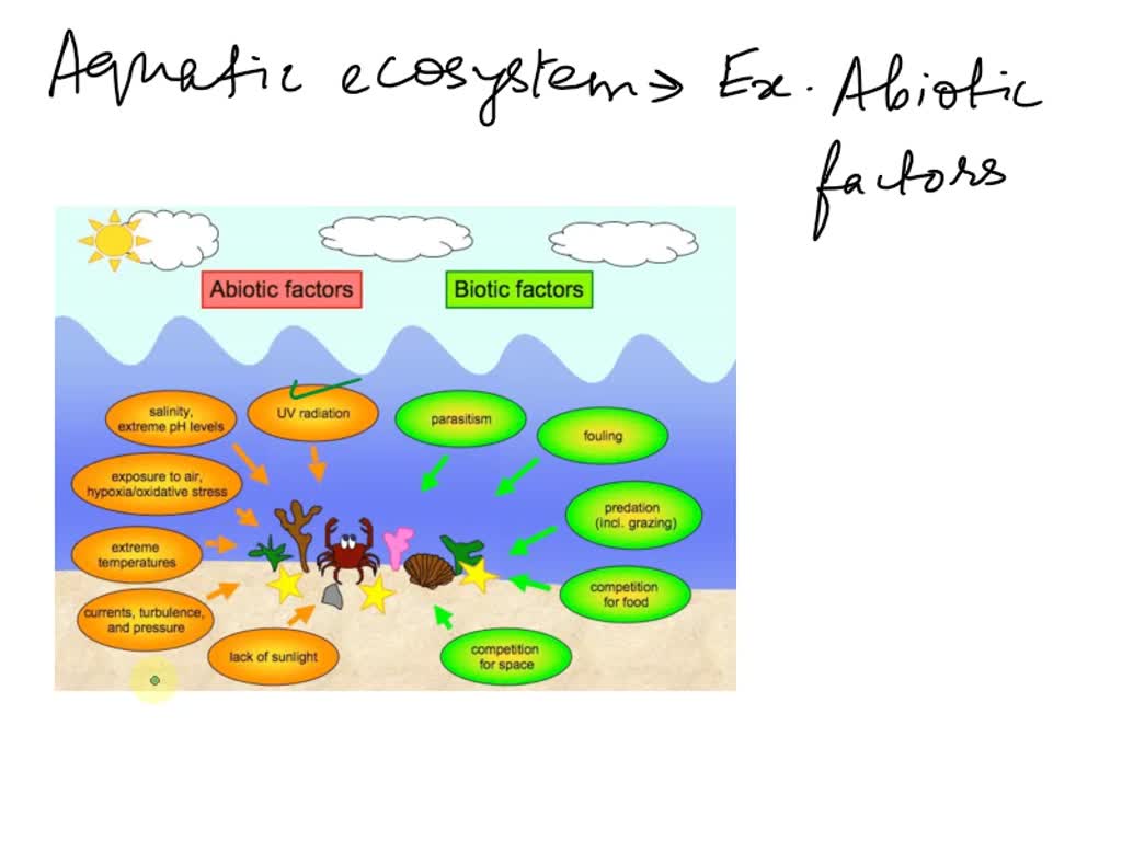 Marine Food Chain - KidsPressMagazine.com | Food chain diagram, Ocean food  chain, Food chain